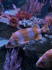 Sebastes rubrivinctus