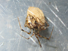 Parasteatoda