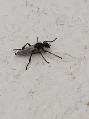 Bibio albipennis