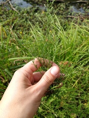 Symphyotrichum laeve concinnum