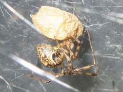 Parasteatoda