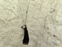 Mystacides azureus