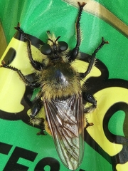 Laphria partitor