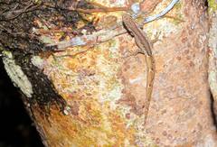 Lygodactylus