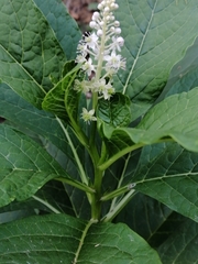 Phytolacca acinosa
