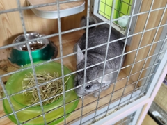 Chinchilla lanigera