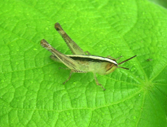 Rhammatocerus viatorius