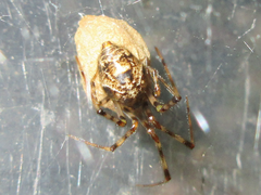 Parasteatoda