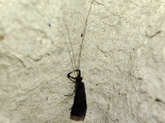 Mystacides azureus