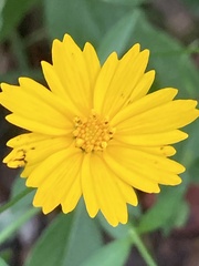 Coreopsis
