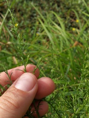 Symphyotrichum laeve concinnum