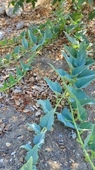 Cucurbita foetidissima