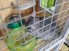 Chinchilla lanigera