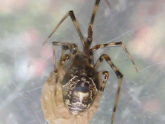 Parasteatoda