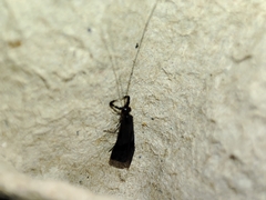 Mystacides azureus