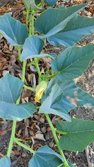 Cucurbita foetidissima