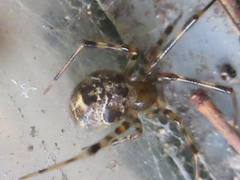 Parasteatoda