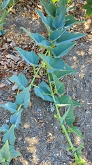 Cucurbita foetidissima