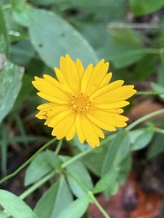 Coreopsis