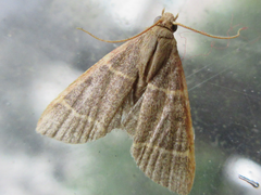 Hypsopygia glaucinalis