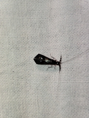 Mystacides azureus