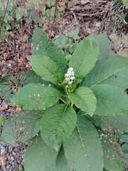 Phytolacca acinosa