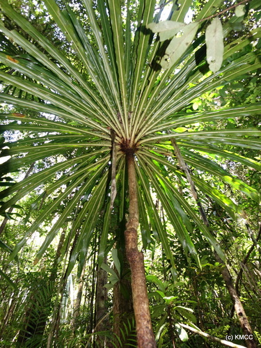 Dracaena xiphophylla