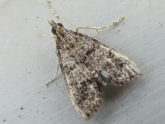 Dolicharthria bruguieralis