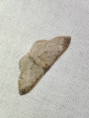 Idaea eugeniata