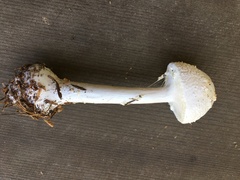 Amanita abrupta