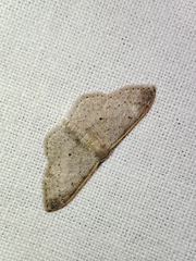 Idaea eugeniata