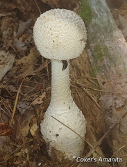 Amanita cokeri
