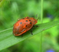 Chelymorpha phytophagica