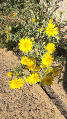 Heterotheca villosa