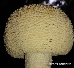 Amanita cokeri