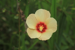 Peltaea riedelii