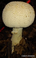 Amanita cokeri