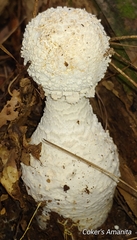 Amanita cokeri