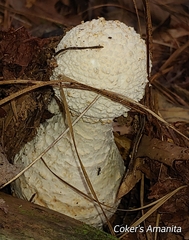 Amanita cokeri