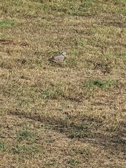 Streptopelia tranquebarica