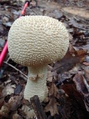 Amanita cokeri