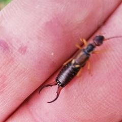 Forficula auricularia