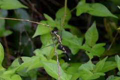 Orthetrum albistylum speciosum