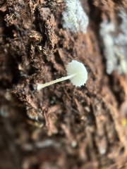 Cystolepiota