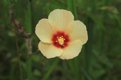 Peltaea riedelii