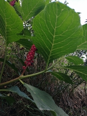 Phytolacca acinosa