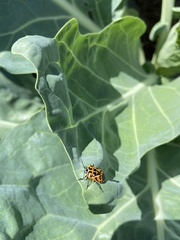 Murgantia histrionica