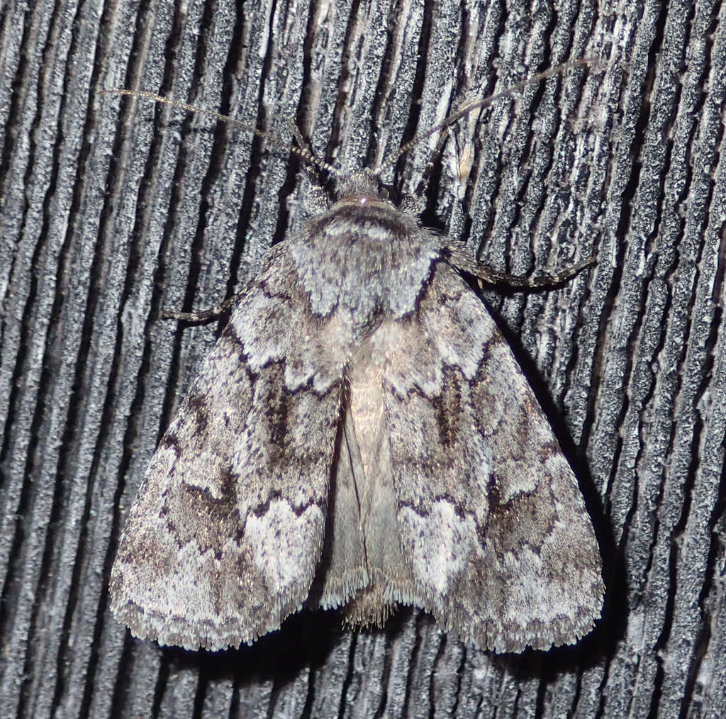 Blueberry Sallow