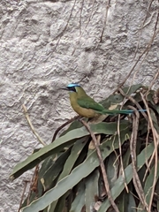 Momotus subrufescens