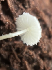 Cystolepiota